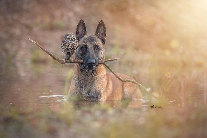 Двадцать невероятно душевных фото собаки и совенка, которых связывает крепкая дружба - фото 8