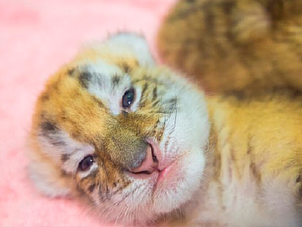 В Китае родились детеныши у редчайшего золотого тигра (фото)  - фото 2
