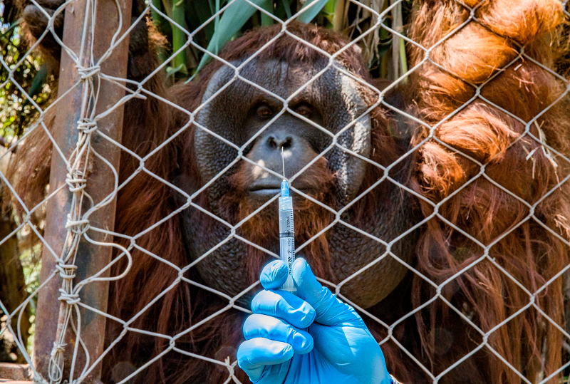 В Чили вакцинировали от COVID диких животных: кого прививали и зачем - фото 3