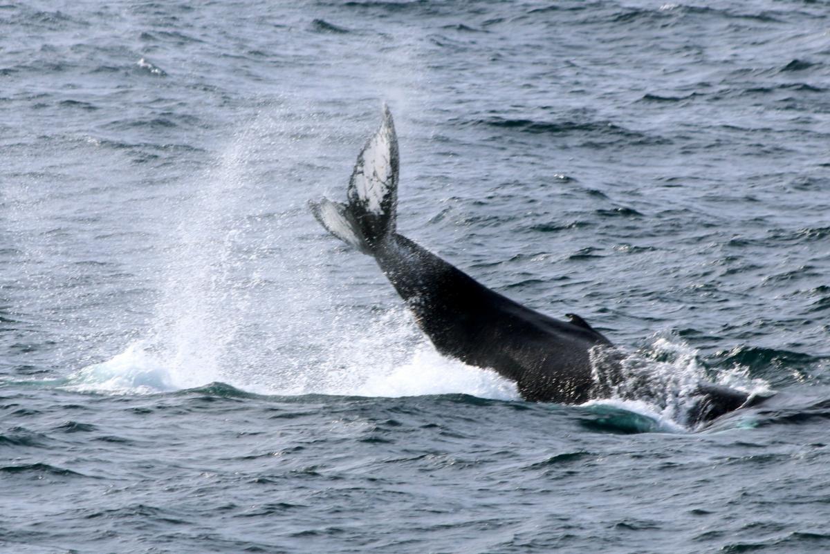 Украинские ученые исследовали поведение китов в океане (ФОТО) - фото 2