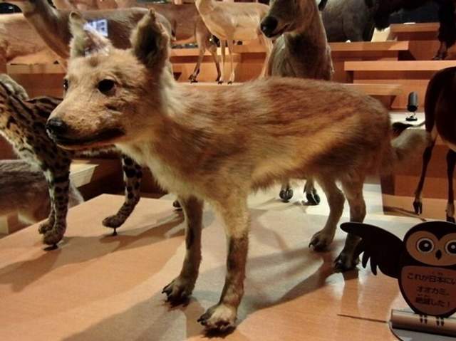 Биологи обнаружили ближайшего дикого родственника современных собак - фото 2