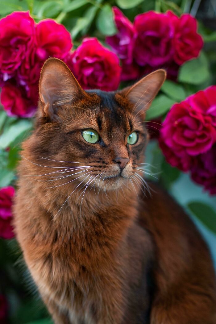 Кошки фотомодели. Роскошная кошка. Красавица с котом. Величественная кошка. Кошка модель.