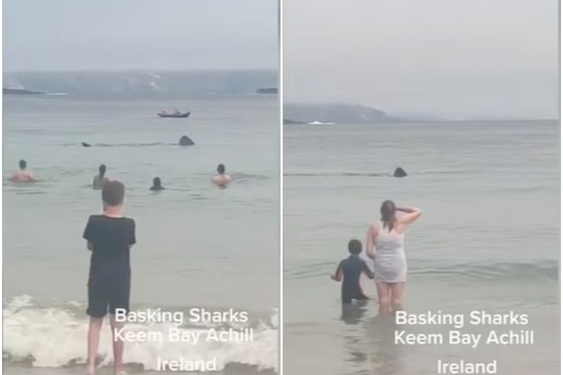 В Ірландії акули підпливли до берега, де відпочивали батьки з дітьми (ФОТО, ВІДЕО) - фото 2