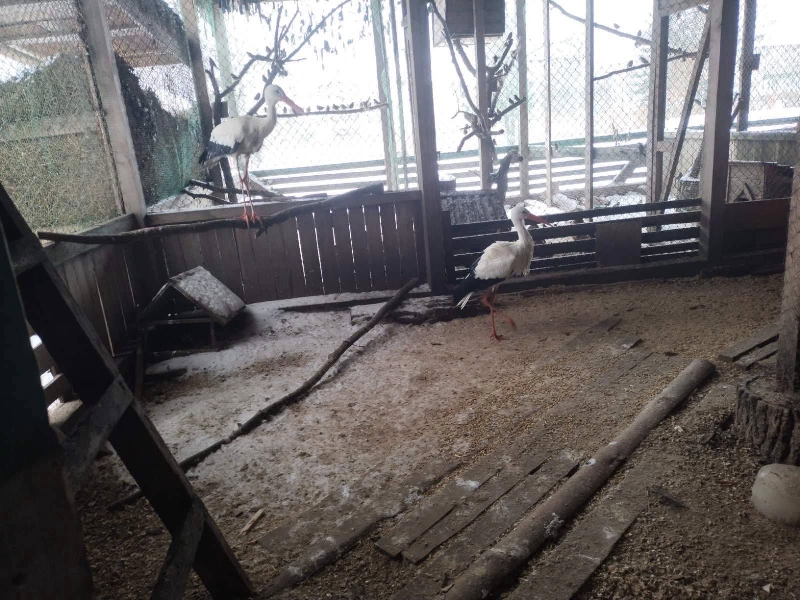 Спасенные аисты в Ровенской области борются за выживание: школьники просят помощи с кормом - фото 2