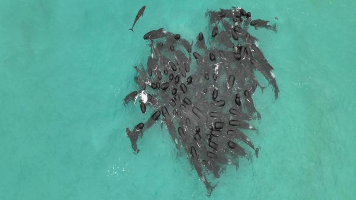 Катастрофа в Австралії: прироохоронники зробили евтаназію дельфінам - фото 6