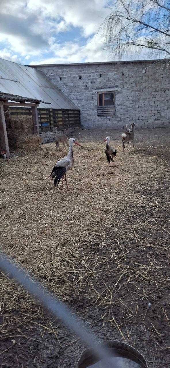 Спасенные аисты в Ровенской области борются за выживание: школьники просят помощи с кормом - фото 2