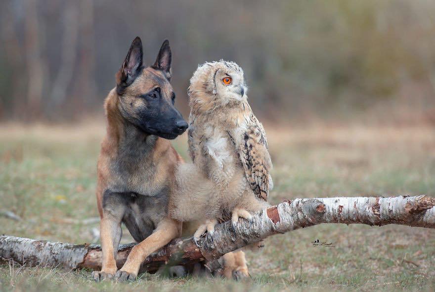Двадцать невероятно душевных фото собаки и совенка, которых связывает крепкая дружба - фото 12