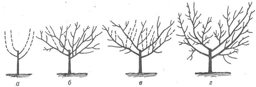 Ви роками губите свій урожай: як неправильна обрізка горіха залишає вас без плодів - фото 2