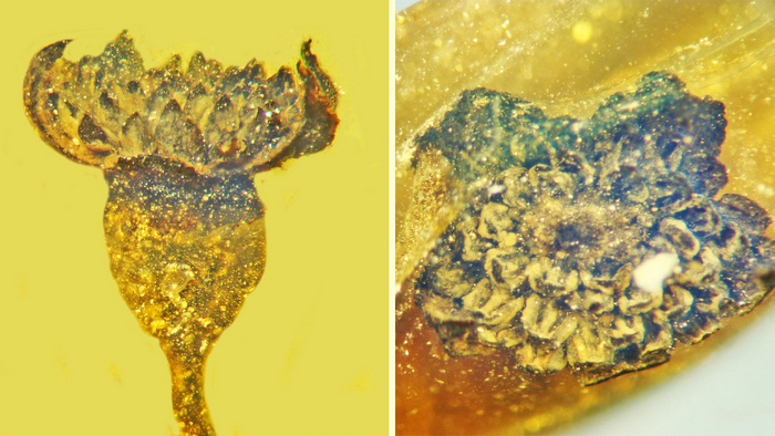 Вчені знайшли крихітну квітку, якій 100 млн років - фото 2