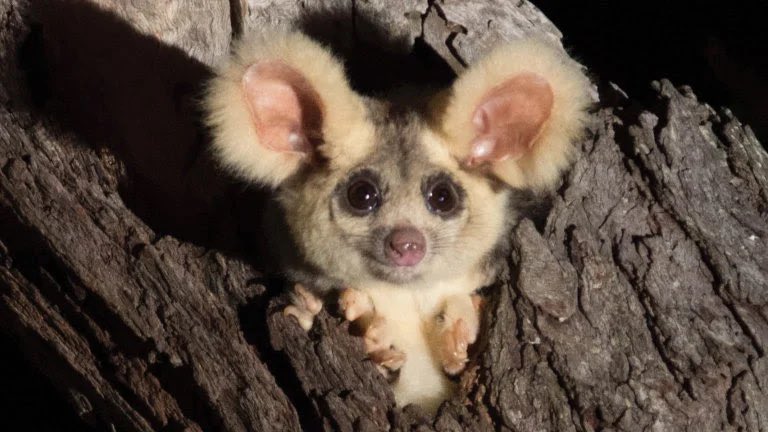 Австралійські вчені знайшли нові види тварин (Фото) - фото 2