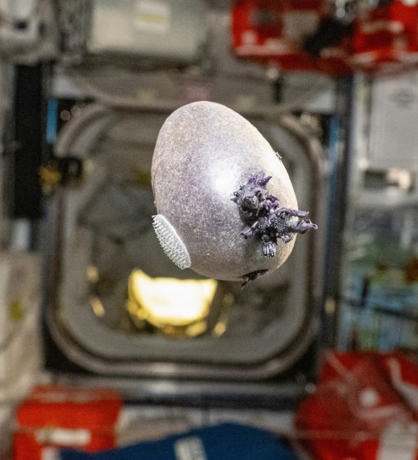 Астронавт NASA показал ужасного ”монстра” со щупальцами на МКС: фото испугало интернет - фото 2 Астронавт NASA показал ужасного ”монстра” со щупальцами на МКС: фото испугало интернет - фото 2