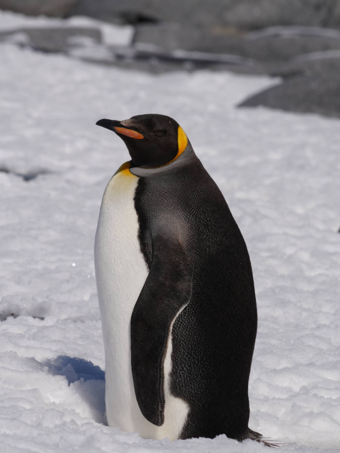 В Антарктиде у станции ”Академик Вернадский” заметили необычного гостя (ФОТО) - фото 2