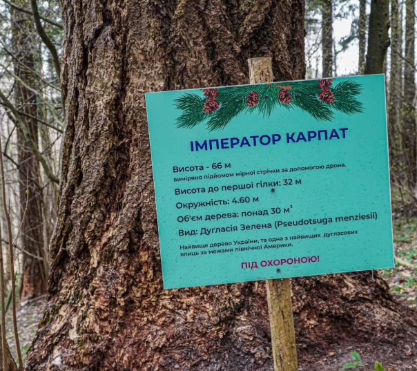 Самое высокое дерево Украины: где растет и какой высоты достигает (ФОТО) - фото 2
