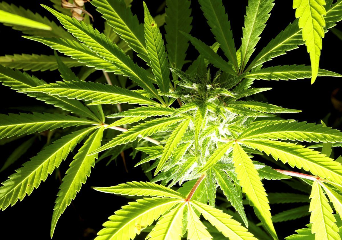 Дегустация марихуаны можно выращивать марихуану россии