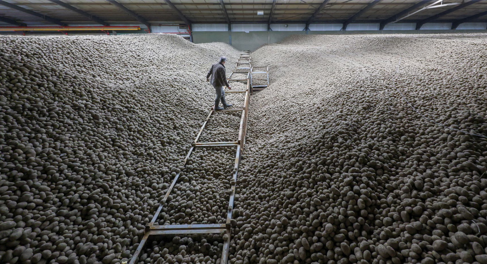 Из-за ”картофельного потопа” в Берлине массово раздают бесплатный картофель (ФОТО) - фото 2 Из-за ”картофельного потопа” в Берлине массово раздают бесплатный картофель (ФОТО) - фото 2