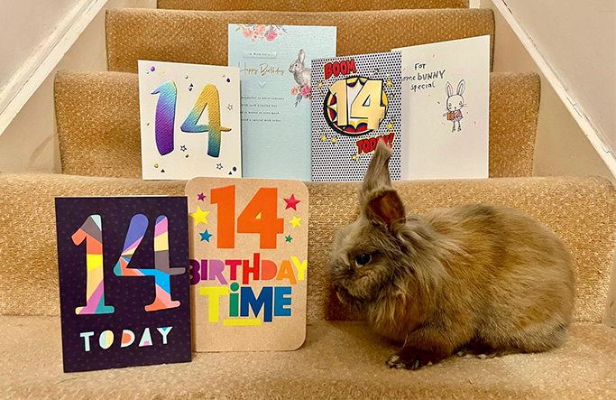 Як виглядає найстаріший кролик планети: скільки йому років (ФОТО) - фото 2