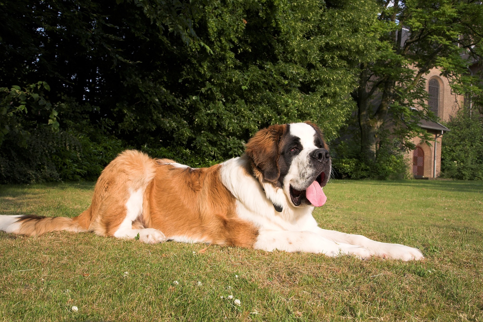Найбільші породи собак: як вони виглядають (ФОТО) - фото 2