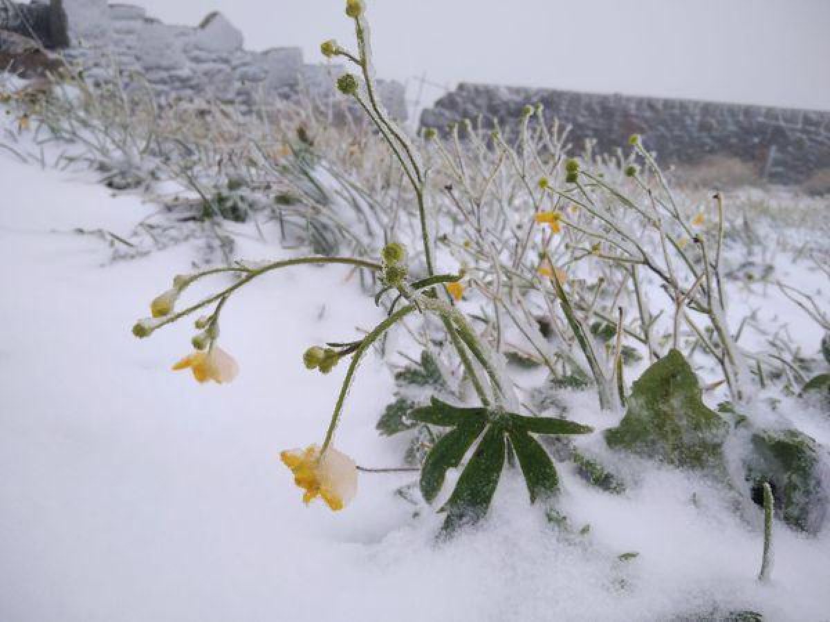 В Украине выпал первый снег (ФОТО) - фото 2