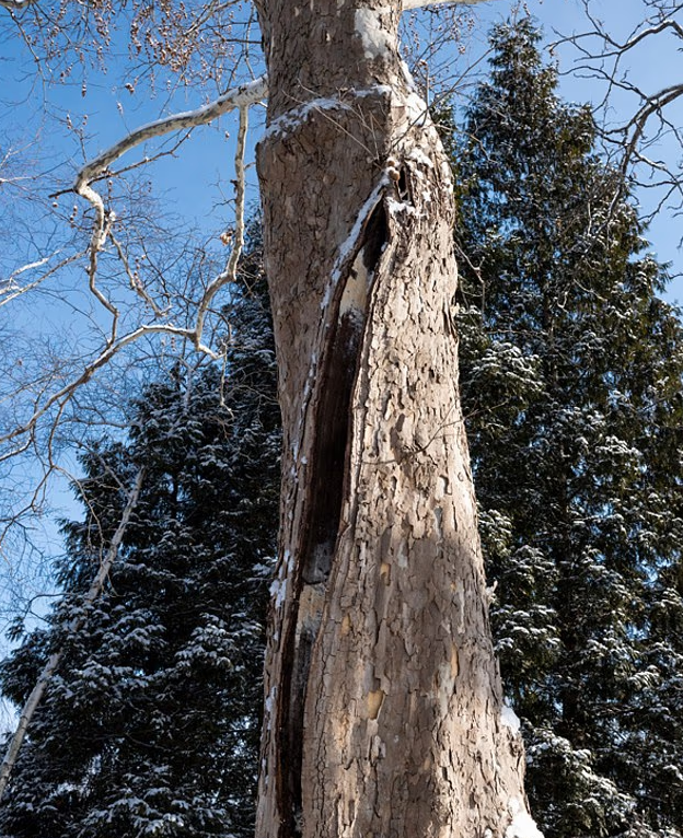 У США від морозу почали ”вибухати” дерева: що відомо про незвичне явище (ВІДЕО) - фото 2 У США від морозу почали ”вибухати” дерева: що відомо про незвичне явище (ВІДЕО) - фото 2