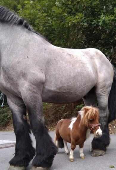 Менший за великого пса: як виглядає найнижчий кінь у світі (ФОТО) - фото 2