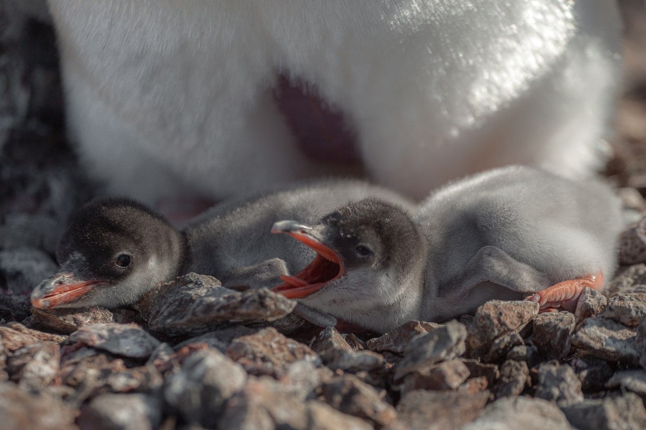 Українські полярники показали нові світлини новонароджених пінгвінів: мімішні фото - фото 5