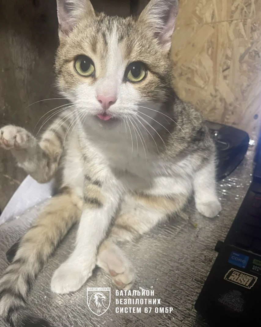 Военные показали, кто помогает им преодолевать стресс на передовой - фото 2