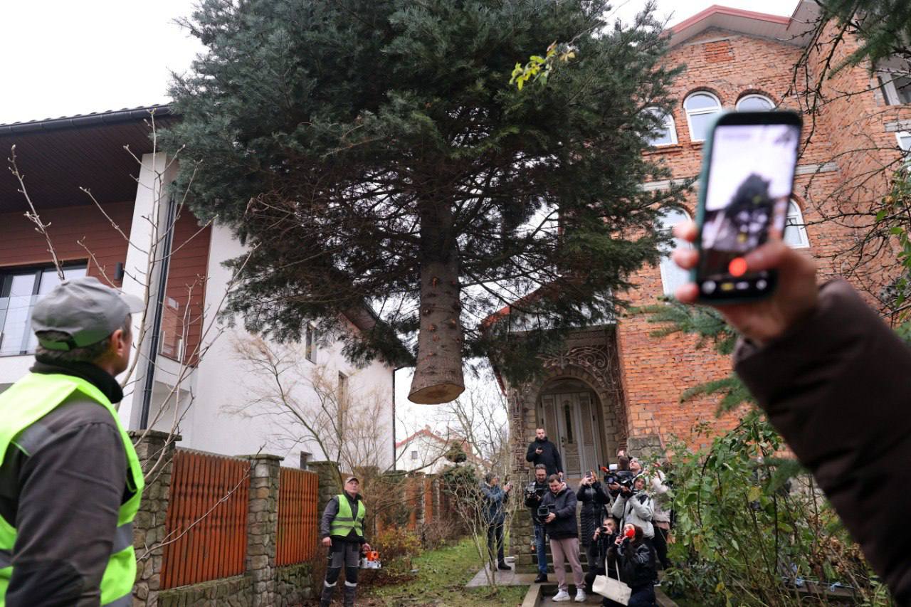 Во Львове устанавливают главную елку: кто ее подарил городу - фото 2