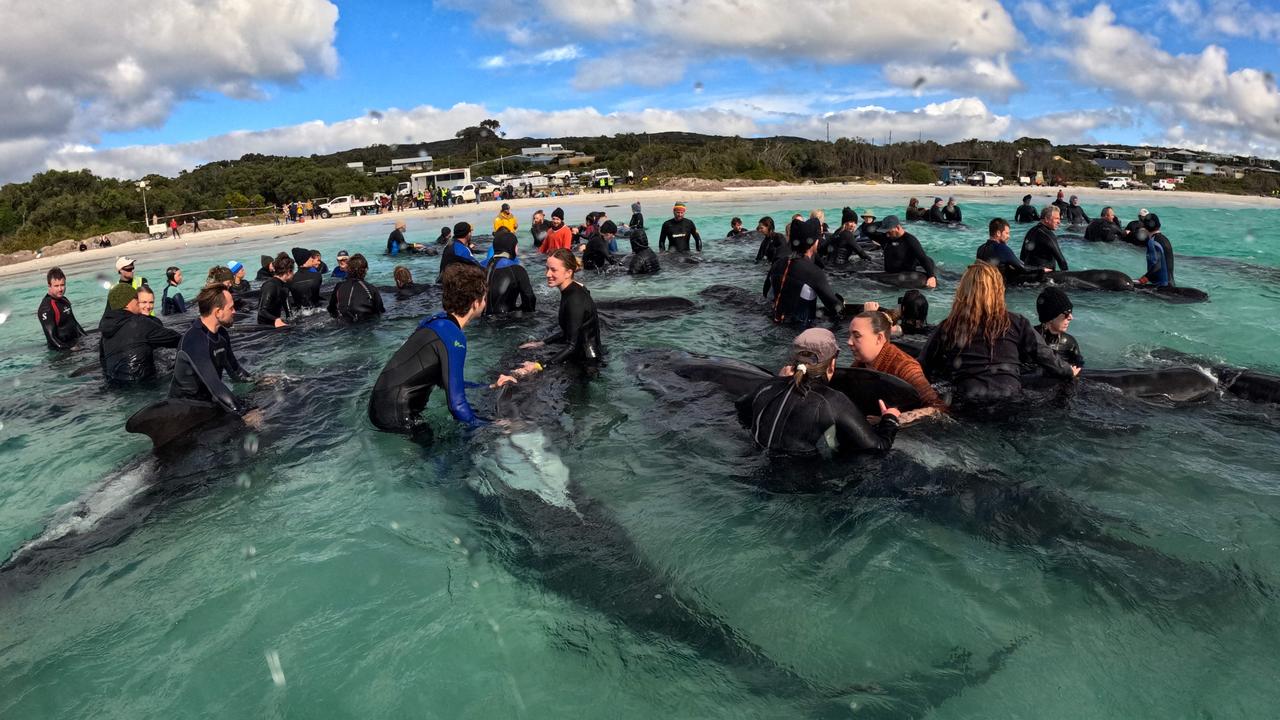 Катастрофа в Австралії: прироохоронники зробили евтаназію дельфінам - фото 4