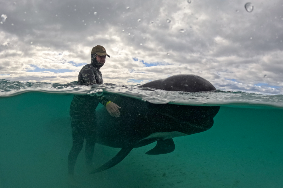 Катастрофа в Австралії: прироохоронники зробили евтаназію дельфінам - фото 3