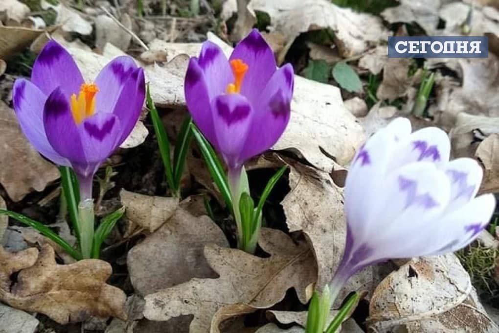 Весна пришла: на Закарпатье расцвел краснокнижный шафран (ФОТОФАКТ) - фото 2