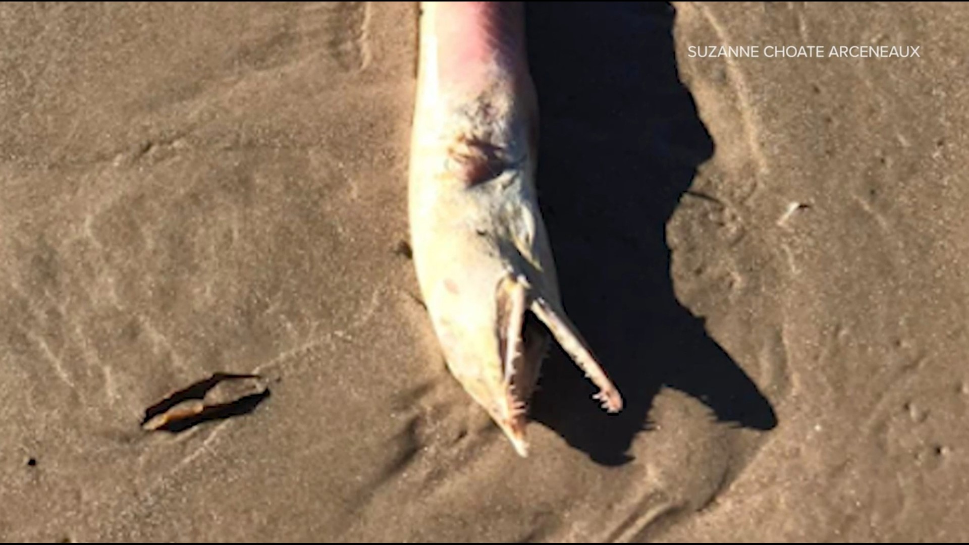 Жительница Техаса обнаружила на пляже жуткого монстра (ФОТО) - фото 3