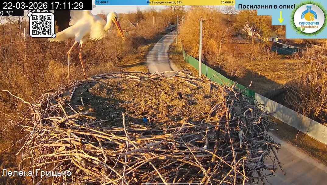 До гнізда лелек Одарки та Грицька прилетів перший птах (ФОТО) - фото 2