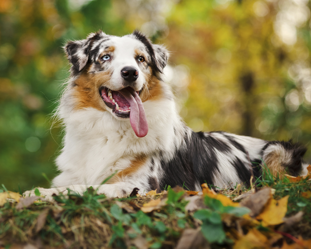 Рейтинг долгожителей среди собак: топ-3 породы - фото 4