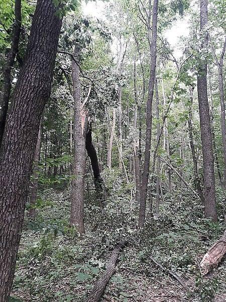 В Хмельницкой области ураган повалил и вырвал деревья более чем на 100 гектарах леса (ФОТО) - фото 2