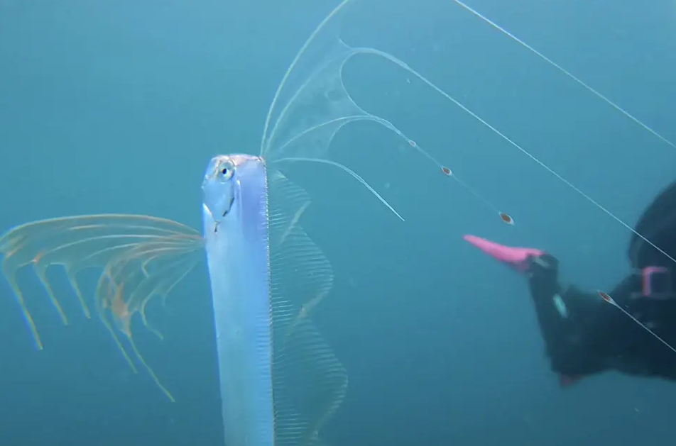 У берегов США заметили ”рыбу Судного дня”: считается, что она предвещает катастрофу (ФОТО) - фото 2