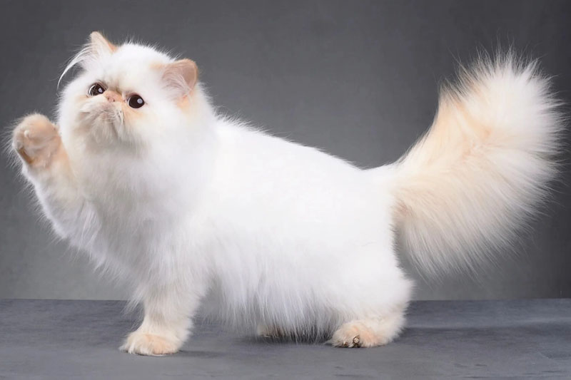 Кіт дорожчий за авто: за цих пухнастиків багатії платять десятки тисяч доларів - фото 2