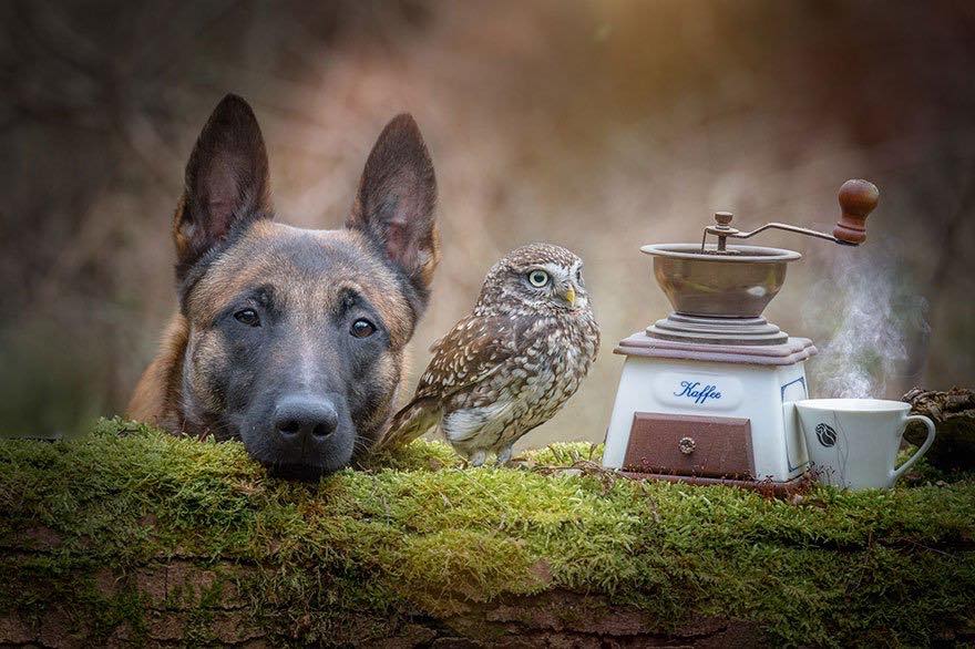 Двадцать невероятно душевных фото собаки и совенка, которых связывает крепкая дружба - фото 4