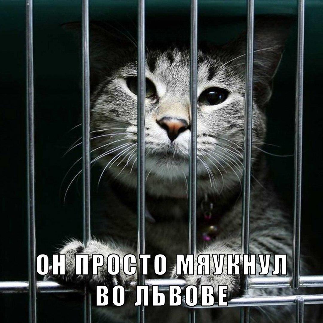 В Кремле смеются над дерусификацией украинских кошек - фото 2 В Кремле смеются над дерусификацией украинских кошек - фото 2