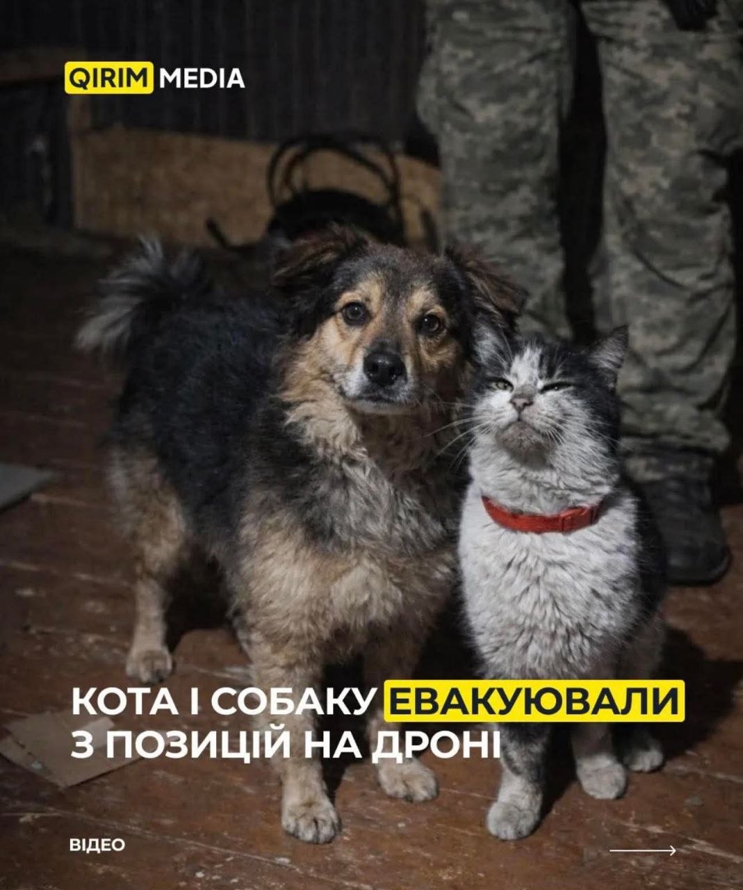 «Почти как в России»: нардепка Безуглая сравнила ситуацию в штурмовых полках на фоне новостей о спасении кота - фото 2 «Почти как в России»: нардепка Безуглая сравнила ситуацию в штурмовых полках на фоне новостей о спасении кота - фото 2