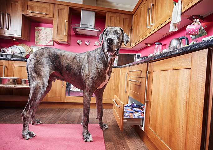 В Великобритании умерла самая высокая в мире собака (ФОТО) - фото 2