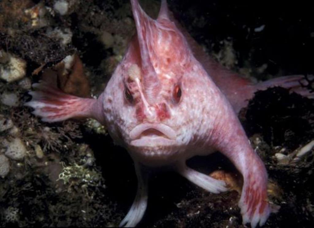 В Австралии обнаружили очень редкую рыбу с ”руками”: как она выглядит (ФОТО)  - фото 2