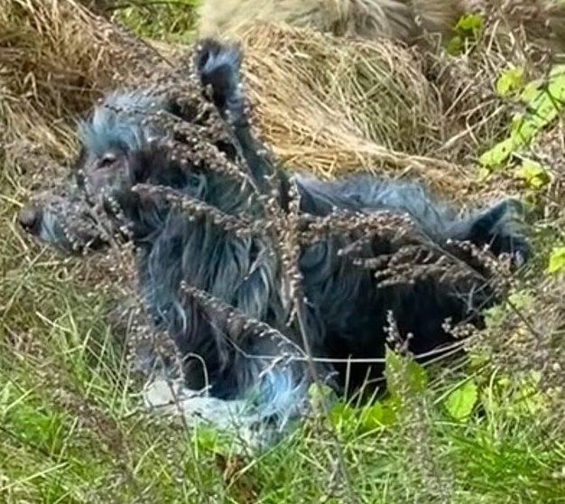 В Чернобыле заметили синих собак: что о них известно (ФОТО) - фото 2