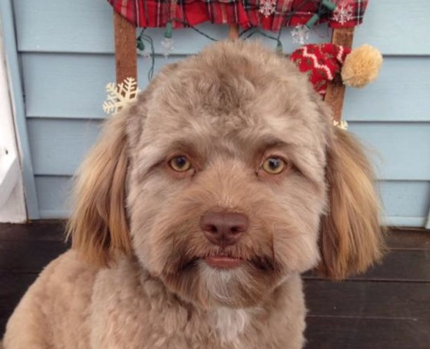 У США живе цуценя з людським обличчям: як виглядає (ФОТО) - фото 2