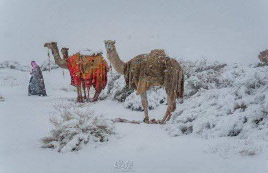 В Саудовской Аравии выпал снег: замело пустыню, верблюды в снегу (ФОТО, ВИДЕО) - фото 2