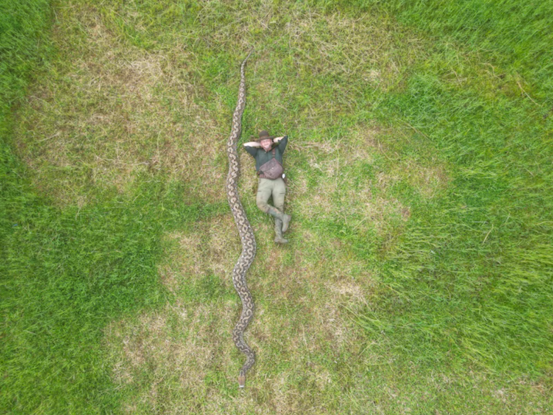 Самая длинная змея в мире: гигантский питон из Индонезии попал в Книгу рекордов Гиннеса (ФОТО) - фото 2 Самая длинная змея в мире: гигантский питон из Индонезии попал в Книгу рекордов Гиннеса (ФОТО) - фото 2