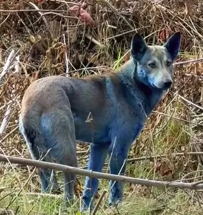 В Чернобыле заметили синих собак: что о них известно (ФОТО) - фото 2