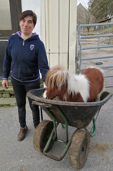 Менший за великого пса: як виглядає найнижчий кінь у світі (ФОТО) - фото 2