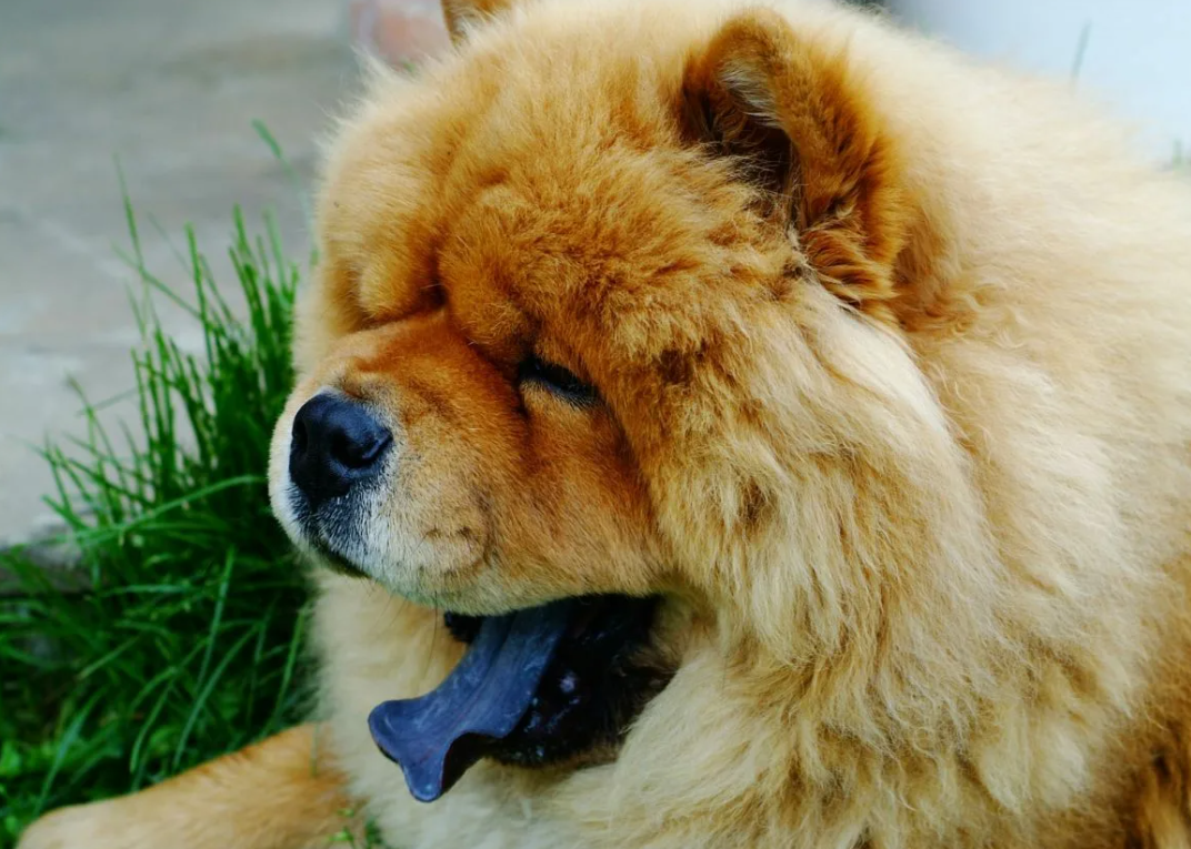 Топ-7 найагресивніших порід собак: кого варто побоюватися - фото 6